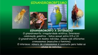 GINANDROMORFISMO
GINANDROMORFO X INTERSEXO
O ginandromorfo: irregularidade mitótica; Intersexo:
combinação gamética - índice sexual entre 0,5 e 1,0.
O ginandromorfo: um mesmo indivíduo, células com diferentes
cromossomos (masculino e feminino).
O intersexo: número de cromossomos é constante para todas as
células do indivíduo.
 