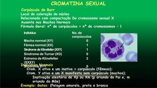 CROMATINA SEXUAL
Corpúsculo de Barr
Local de coloração do núcleo
Relacionado com compactação Do cromossomo sexual X
Ausente nos Machos Normais
Fórmula Geral: nº de corpúsculos = nº de cromossomos – 1
Indivíduos Normais
Crom. X ativo e um inativo = corpúsculo (fêmeas);
Crom. Y ativo e um X manifesta sem corpúsculo (machos);
Inativação aleatória de Xp ou Xm (p oriundo do Pai e, m
oriundo da Mãe)
Exemplo: Gatos: (Pelagem amarela, preta e branca
Indivíduo No. de
corpúsculos
Macho normal (XY) 0
Fêmea normal (XX) 1
SíndromedeKlinefelter(XXY) 1
Síndrome de Turner (XO) 0
Extremo de Klinefelter
(XXXY)
2
Síndrome XYY 0
 