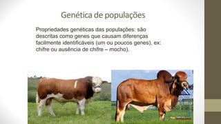 Genética de populações
Propriedades genéticas das populações: são
descritas como genes que causam diferenças
facilmente identificáveis (um ou poucos genes), ex:
chifre ou ausência de chifre – mocho).
 