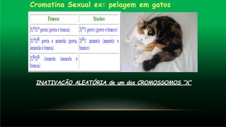 Cromatina Sexual ex: pelagem em gatos
INATIVAÇÃO ALEATÓRIA de um dos CROMOSSOMOS “X”
 