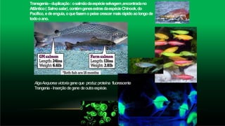 Transgenia–duplicação: osalmãodaespécieselvagem,encontradano
Atlântico( Salmosalar),contémgenesextrasdaespécieChinook,do
Pacífico, edeenguia,oquefazemopeixecrescer maisrápidoaolongode
todooano.
AlgaAequorea victoria gene que produz proteína fluorescente
Trangenia - Inserçãodegene deoutra espécie.
 