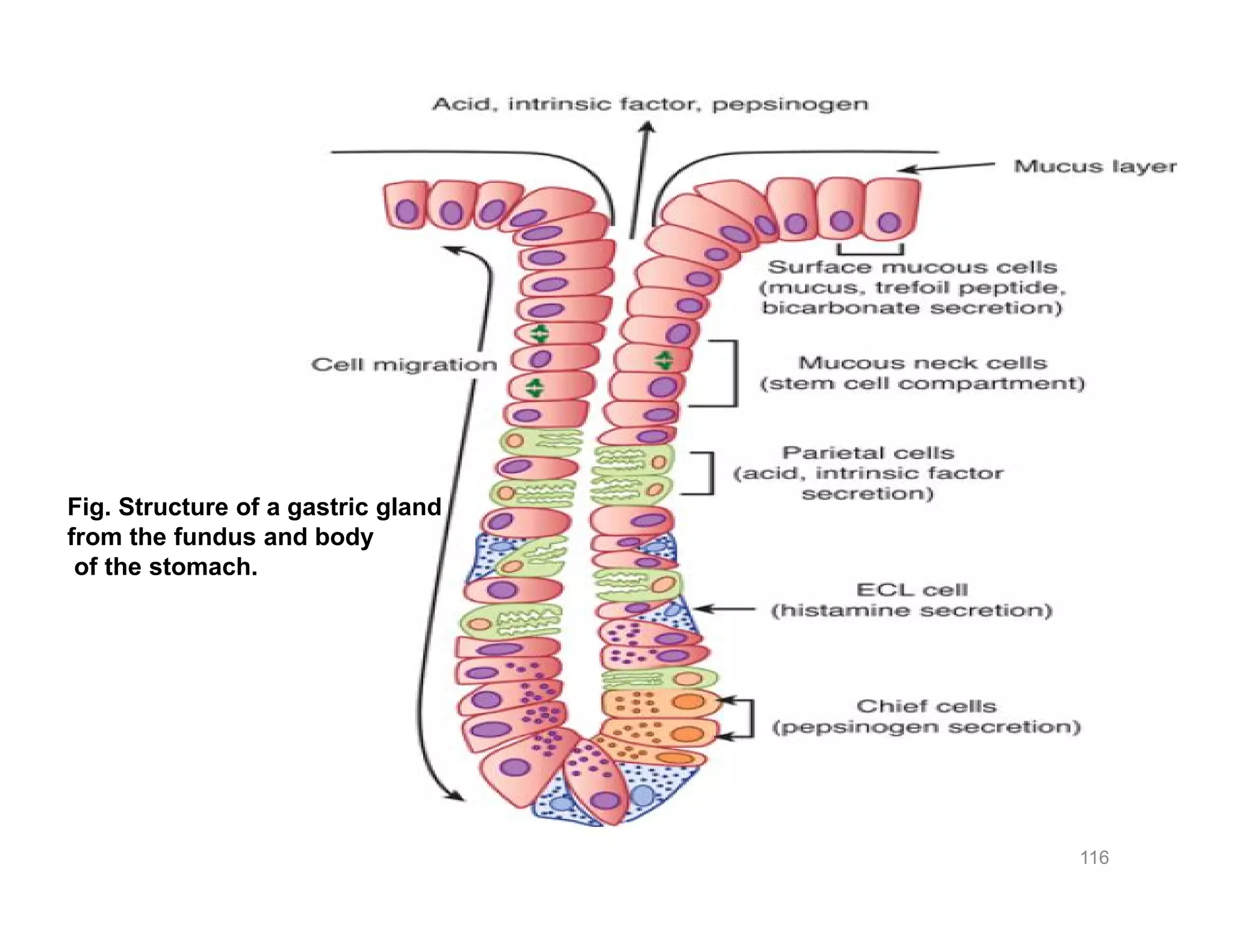116
Fig. Structure of a gastric gland
from the fundus and body
of the stomach.
 