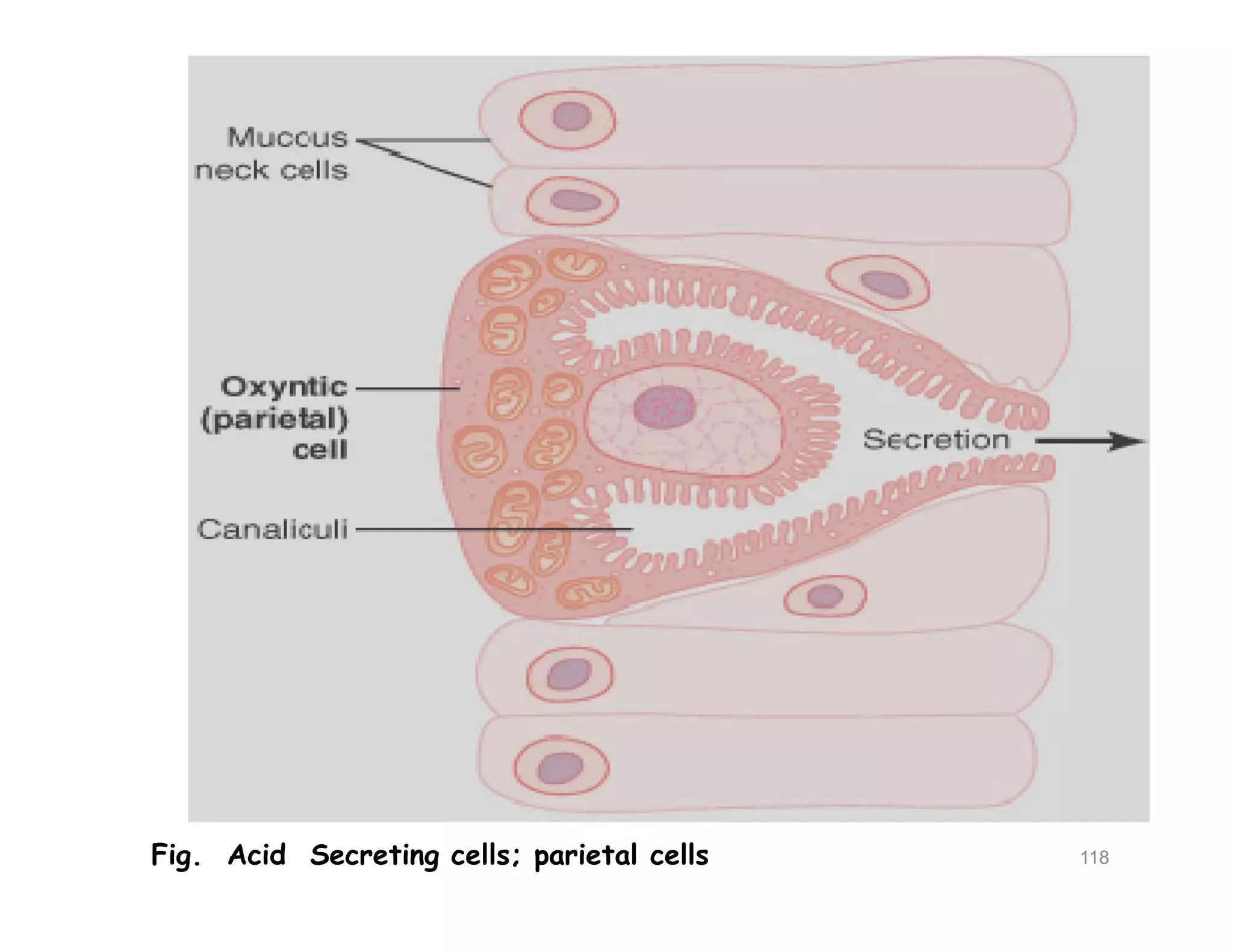 118Fig. Acid Secreting cells; parietal cells
 