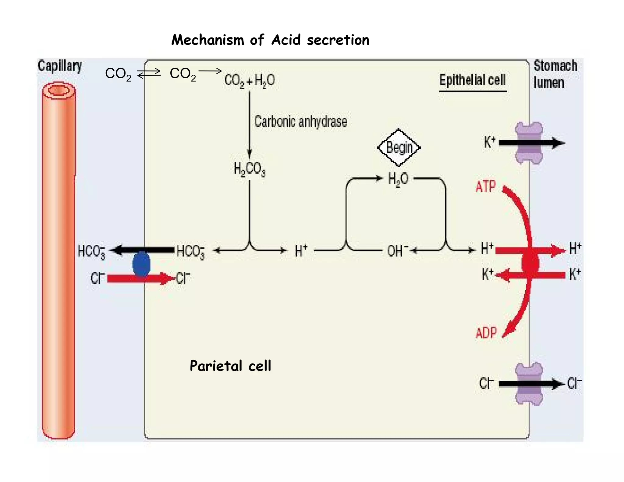 CO2 CO2
Mechanism of Acid secretion
120
Parietal cell
 