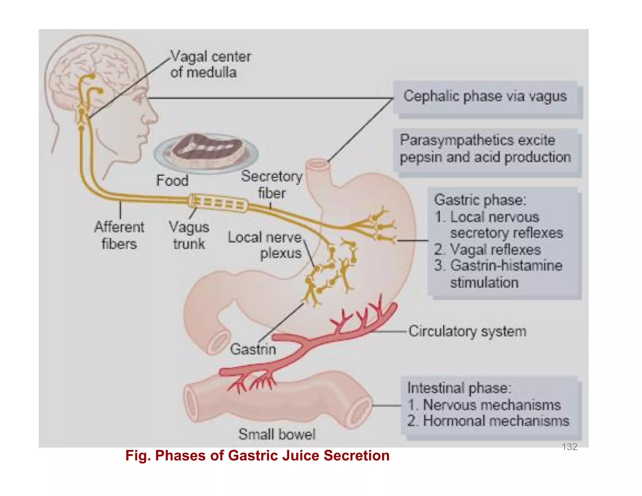 132
Fig. Phases of Gastric Juice Secretion
 