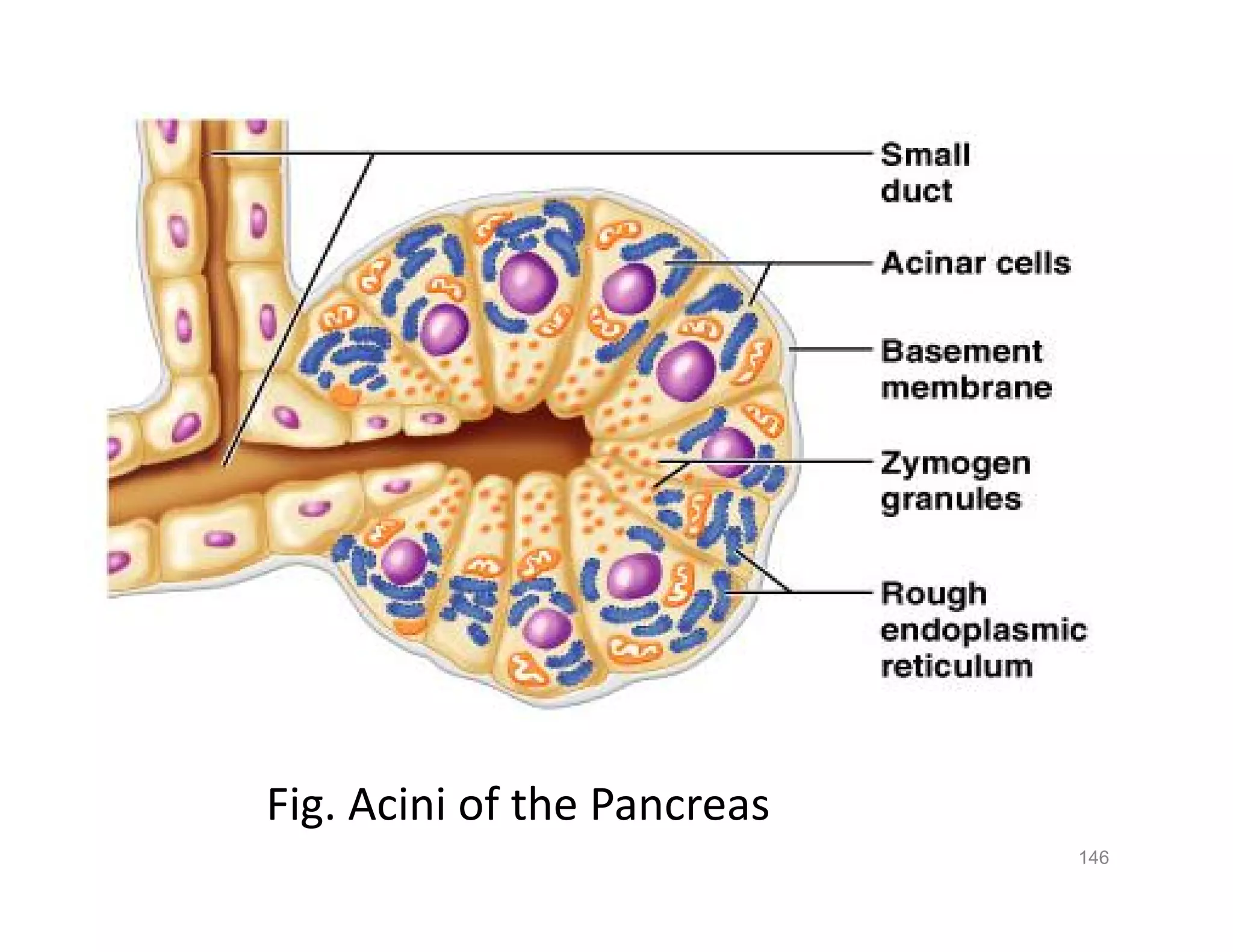 Fig. Acini of the Pancreas
146
 