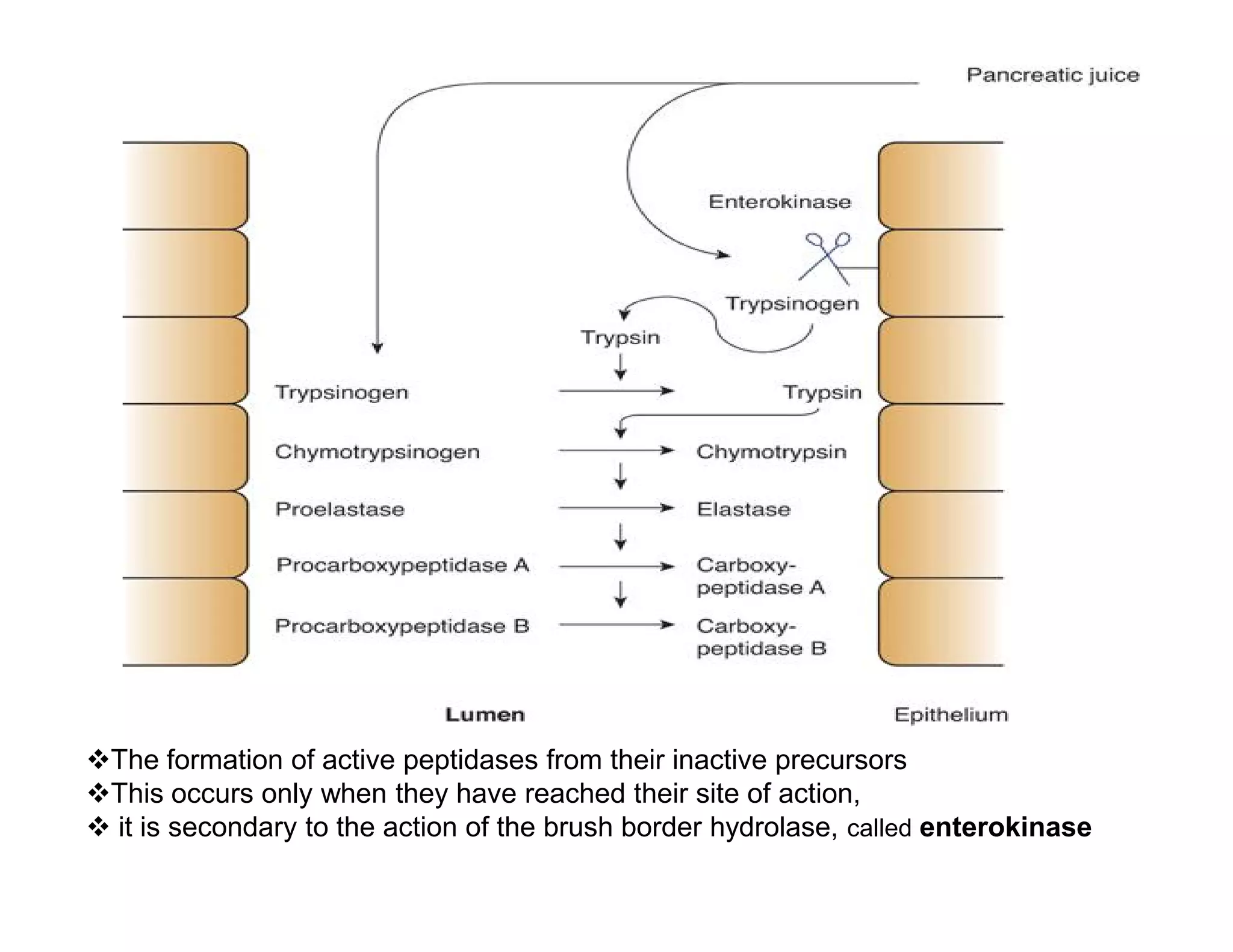 The formation of active peptidases from their inactive precursors
This occurs only when they have reached their site of action,
 it is secondary to the action of the brush border hydrolase, called enterokinase
 