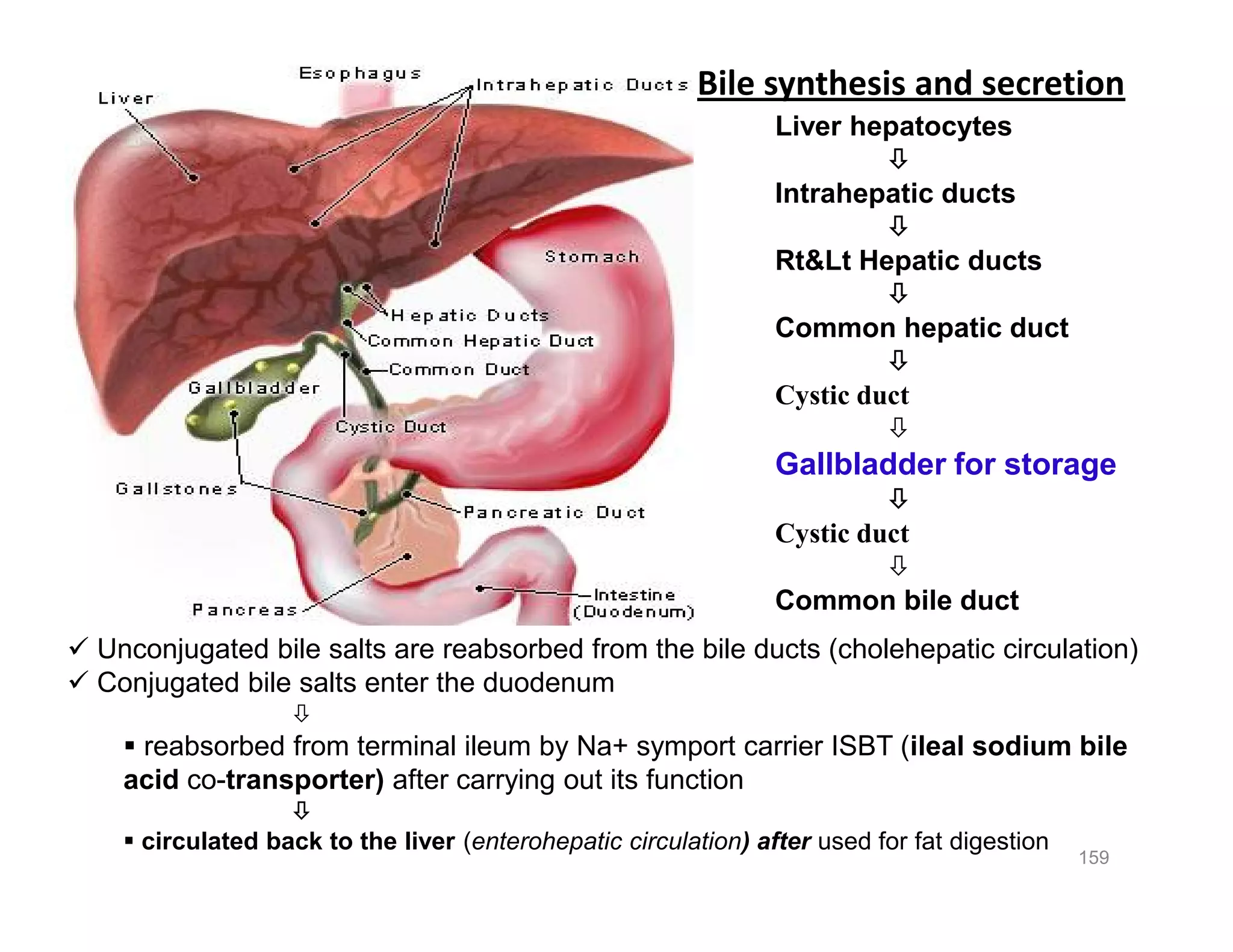 Bile synthesis and secretion
Liver hepatocytes

Intrahepatic ducts

Rt&Lt Hepatic ducts

Common hepatic duct

Cystic duct

Gallbladder for storage

Cystic duct

Common bile duct
159
Liver hepatocytes

Intrahepatic ducts

Rt&Lt Hepatic ducts

Common hepatic duct

Cystic duct

Gallbladder for storage

Cystic duct

Common bile duct
 Unconjugated bile salts are reabsorbed from the bile ducts (cholehepatic circulation)
 Conjugated bile salts enter the duodenum

 reabsorbed from terminal ileum by Na+ symport carrier ISBT (ileal sodium bile
acid co-transporter) after carrying out its function

 circulated back to the liver (enterohepatic circulation) after used for fat digestion
 
