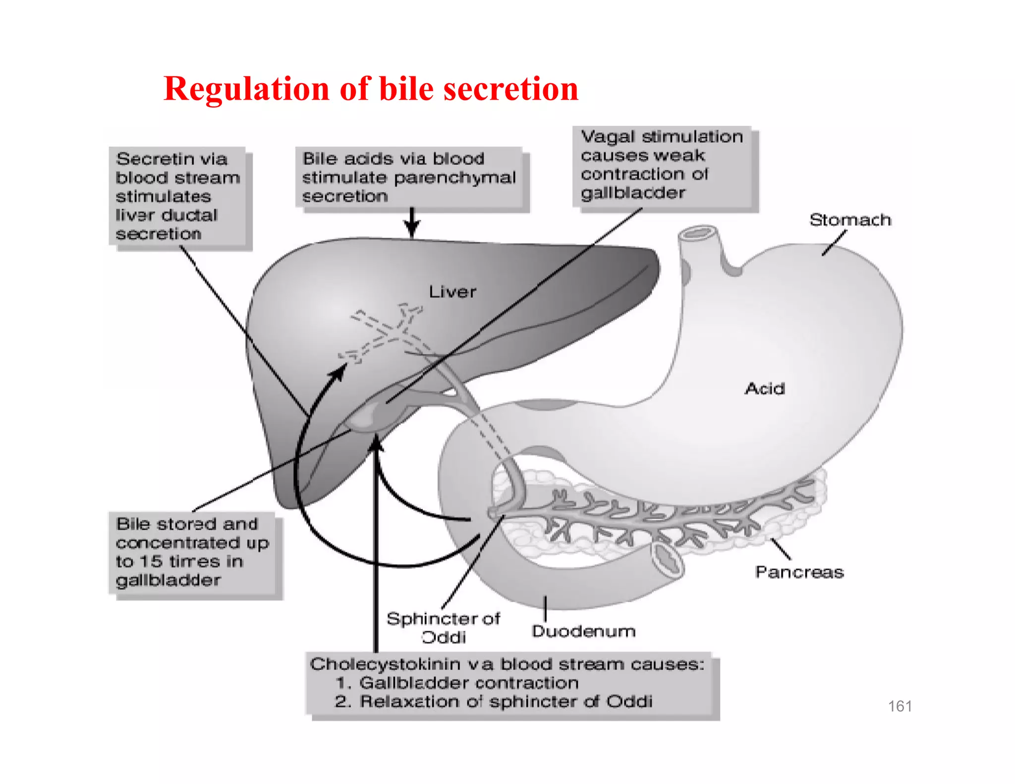 Regulation of bile secretion
161
 