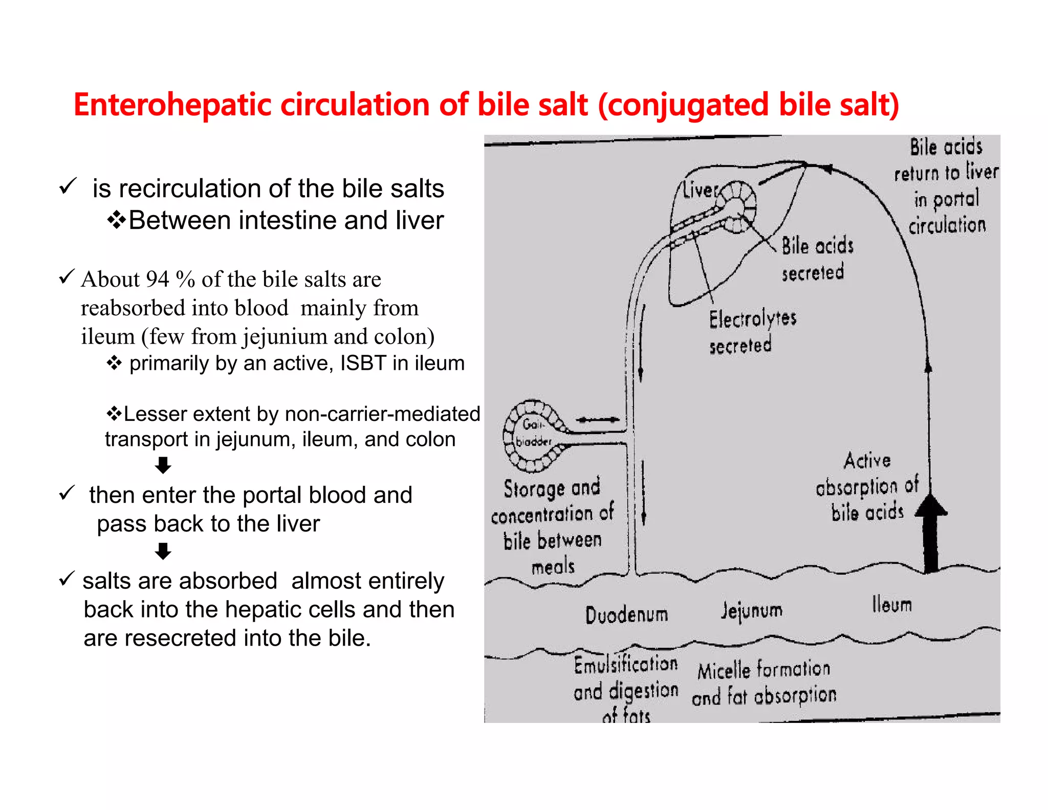 Enterohepatic circulation of bile salt (conjugated bile salt)
 is recirculation of the bile salts
Between intestine and liver
 About 94 % of the bile salts are
reabsorbed into blood mainly from
ileum (few from jejunium and colon)
 primarily by an active, ISBT in ileum
Lesser extent by non-carrier-mediated
transport in jejunum, ileum, and colon

 then enter the portal blood and
pass back to the liver

 salts are absorbed almost entirely
back into the hepatic cells and then
are resecreted into the bile.
 is recirculation of the bile salts
Between intestine and liver
 About 94 % of the bile salts are
reabsorbed into blood mainly from
ileum (few from jejunium and colon)
 primarily by an active, ISBT in ileum
Lesser extent by non-carrier-mediated
transport in jejunum, ileum, and colon

 then enter the portal blood and
pass back to the liver

 salts are absorbed almost entirely
back into the hepatic cells and then
are resecreted into the bile.
 