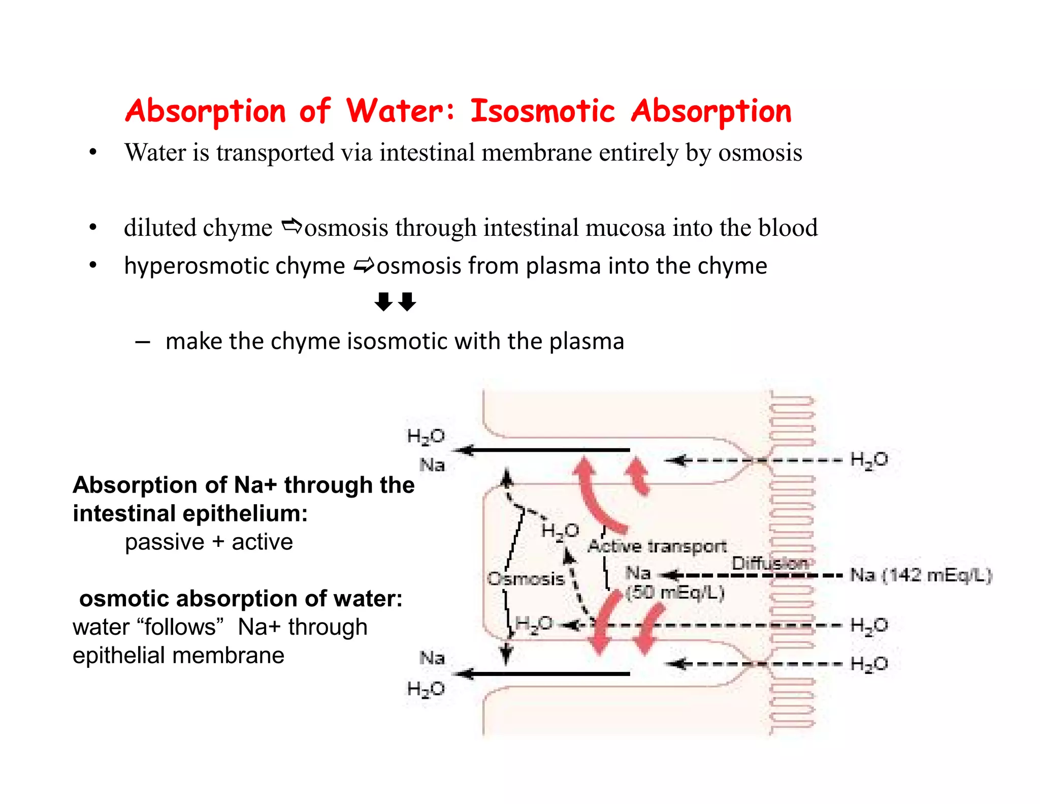 Absorption of Water: Isosmotic Absorption
• Water is transported via intestinal membrane entirely by osmosis
• diluted chyme osmosis through intestinal mucosa into the blood
• hyperosmotic chyme osmosis from plasma into the chyme

– make the chyme isosmotic with the plasma
Absorption of Water: Isosmotic Absorption
• Water is transported via intestinal membrane entirely by osmosis
• diluted chyme osmosis through intestinal mucosa into the blood
• hyperosmotic chyme osmosis from plasma into the chyme

– make the chyme isosmotic with the plasma
194
Absorption of Na+ through the
intestinal epithelium:
passive + active
osmotic absorption of water:
water “follows” Na+ through
epithelial membrane
 
