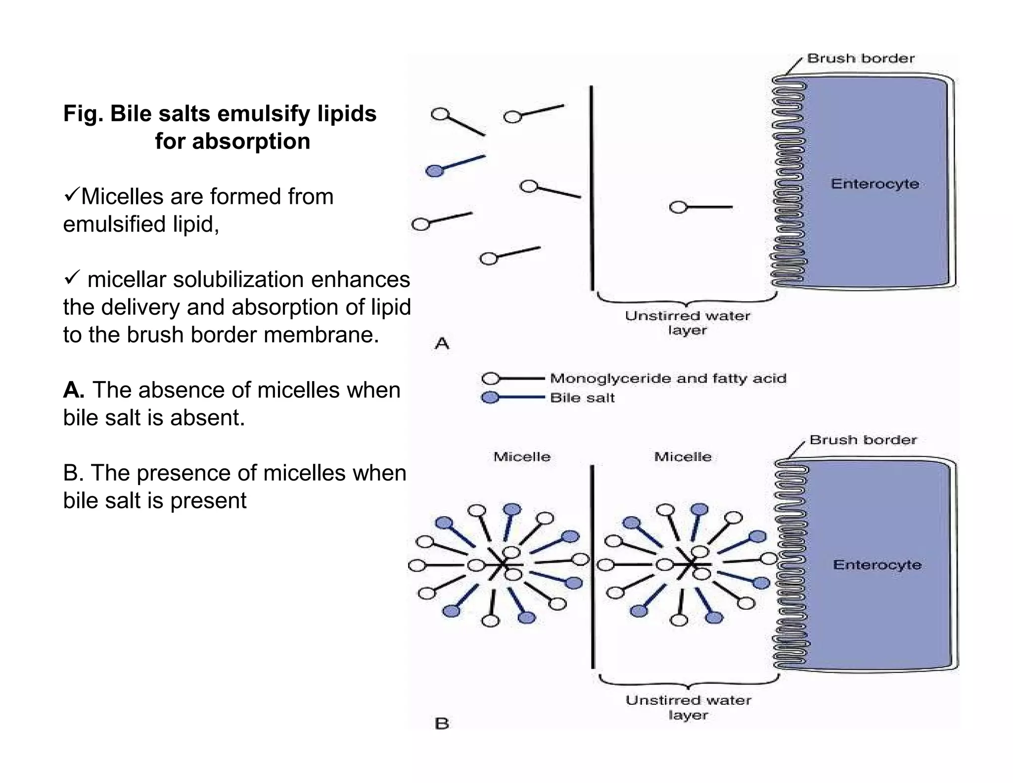 Fig. Bile salts emulsify lipids
for absorption
Micelles are formed from
emulsified lipid,
 micellar solubilization enhances
the delivery and absorption of lipid
to the brush border membrane.
A. The absence of micelles when
bile salt is absent.
B. The presence of micelles when
bile salt is present
202
Fig. Bile salts emulsify lipids
for absorption
Micelles are formed from
emulsified lipid,
 micellar solubilization enhances
the delivery and absorption of lipid
to the brush border membrane.
A. The absence of micelles when
bile salt is absent.
B. The presence of micelles when
bile salt is present
 