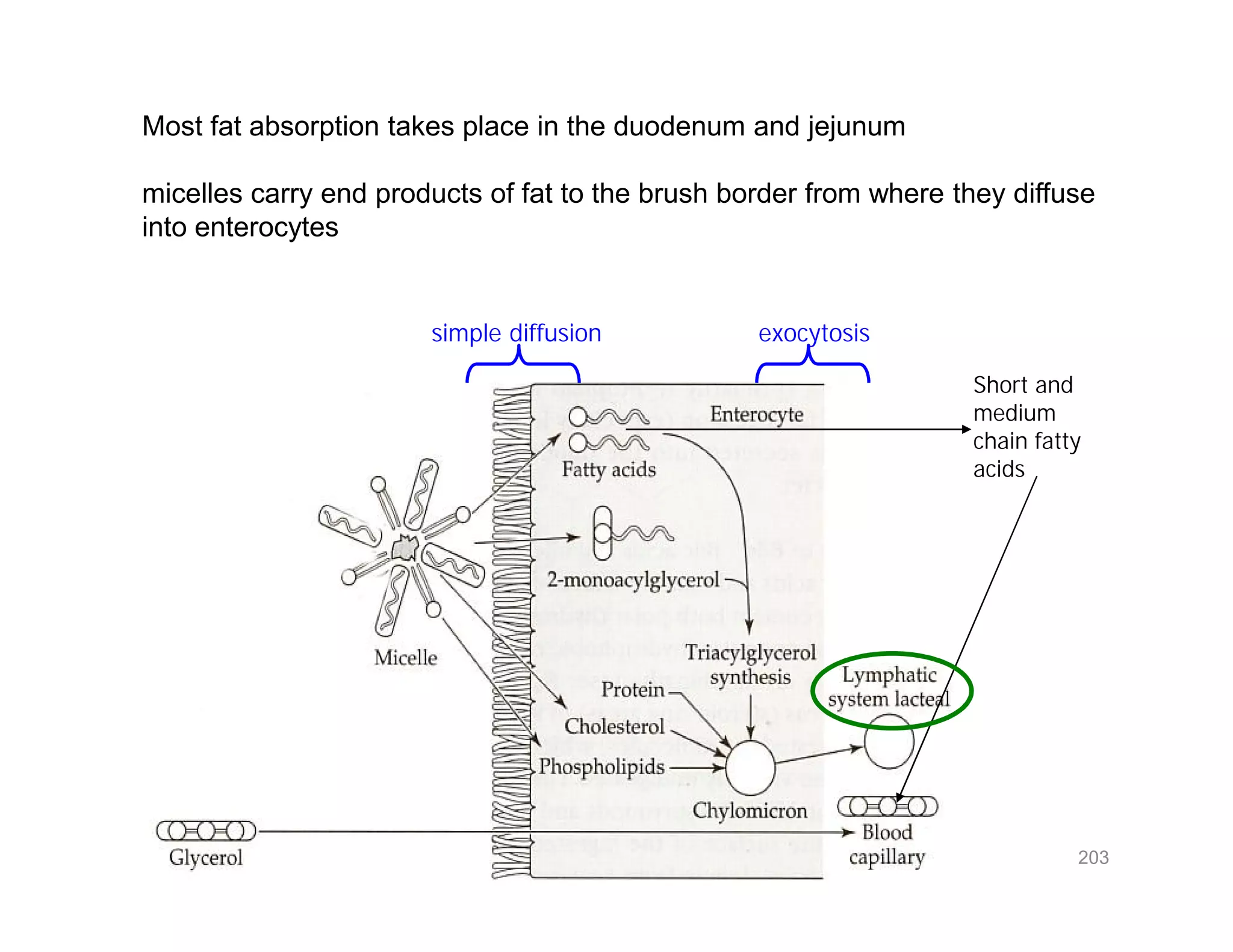 Short and
medium
chain fatty
acids
simple diffusion exocytosis
Most fat absorption takes place in the duodenum and jejunum
micelles carry end products of fat to the brush border from where they diffuse
into enterocytes
Short and
medium
chain fatty
acids
203
 
