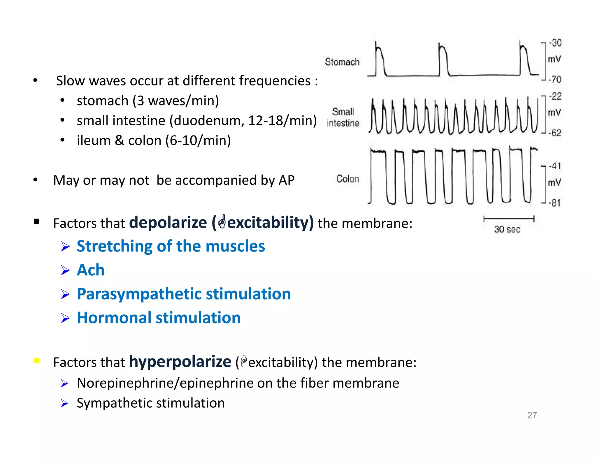• Slow waves occur at different frequencies :
• stomach (3 waves/min)
• small intestine (duodenum, 12-18/min)
• ileum & colon (6-10/min)
• May or may not be accompanied by AP
 Factors that depolarize (excitability) the membrane:
 Stretching of the muscles
 Ach
 Parasympathetic stimulation
 Hormonal stimulation
 Factors that hyperpolarize (excitability) the membrane:
 Norepinephrine/epinephrine on the fiber membrane
 Sympathetic stimulation
27
• Slow waves occur at different frequencies :
• stomach (3 waves/min)
• small intestine (duodenum, 12-18/min)
• ileum & colon (6-10/min)
• May or may not be accompanied by AP
 Factors that depolarize (excitability) the membrane:
 Stretching of the muscles
 Ach
 Parasympathetic stimulation
 Hormonal stimulation
 Factors that hyperpolarize (excitability) the membrane:
 Norepinephrine/epinephrine on the fiber membrane
 Sympathetic stimulation
 
