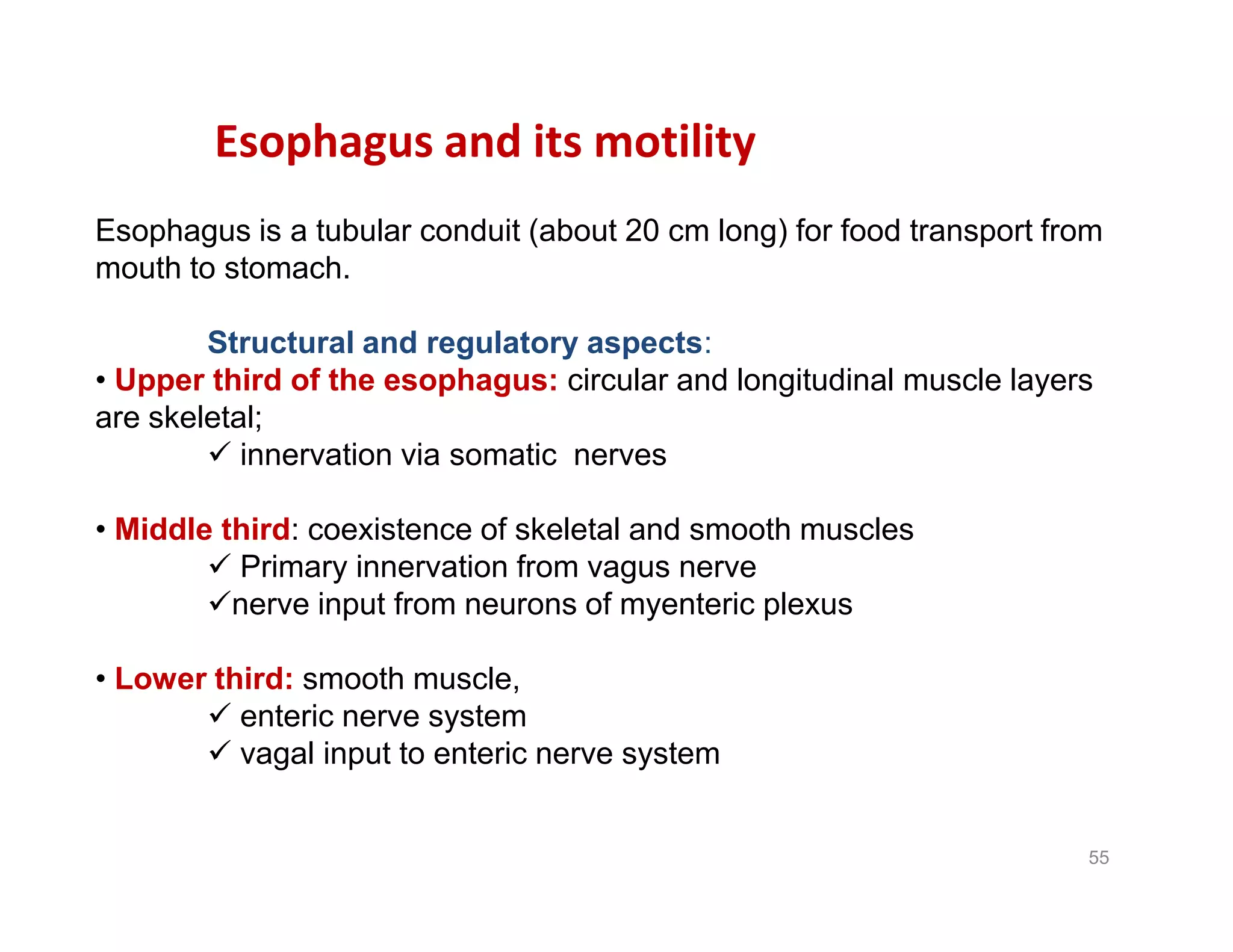Esophagus and its motility
Esophagus is a tubular conduit (about 20 cm long) for food transport from
mouth to stomach.
Structural and regulatory aspects:
• Upper third of the esophagus: circular and longitudinal muscle layers
are skeletal;
 innervation via somatic nerves
• Middle third: coexistence of skeletal and smooth muscles
 Primary innervation from vagus nerve
nerve input from neurons of myenteric plexus
• Lower third: smooth muscle,
 enteric nerve system
 vagal input to enteric nerve system
Esophagus is a tubular conduit (about 20 cm long) for food transport from
mouth to stomach.
Structural and regulatory aspects:
• Upper third of the esophagus: circular and longitudinal muscle layers
are skeletal;
 innervation via somatic nerves
• Middle third: coexistence of skeletal and smooth muscles
 Primary innervation from vagus nerve
nerve input from neurons of myenteric plexus
• Lower third: smooth muscle,
 enteric nerve system
 vagal input to enteric nerve system
55
 