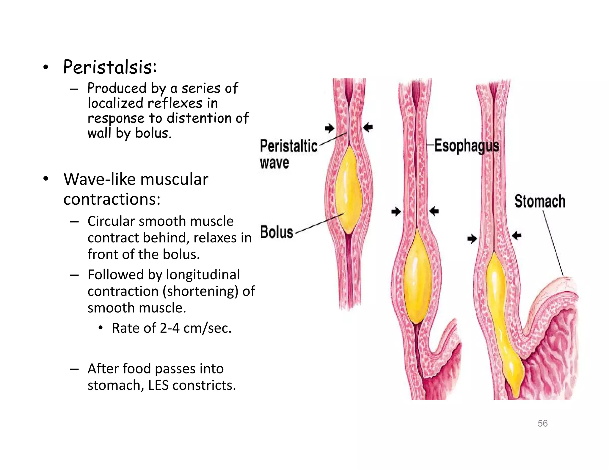 • Peristalsis:
– Produced by a series of
localized reflexes in
response to distention of
wall by bolus.
• Wave-like muscular
contractions:
– Circular smooth muscle
contract behind, relaxes in
front of the bolus.
– Followed by longitudinal
contraction (shortening) of
smooth muscle.
• Rate of 2-4 cm/sec.
– After food passes into
stomach, LES constricts.
Insert 18.4a
• Peristalsis:
– Produced by a series of
localized reflexes in
response to distention of
wall by bolus.
• Wave-like muscular
contractions:
– Circular smooth muscle
contract behind, relaxes in
front of the bolus.
– Followed by longitudinal
contraction (shortening) of
smooth muscle.
• Rate of 2-4 cm/sec.
– After food passes into
stomach, LES constricts.
56
 