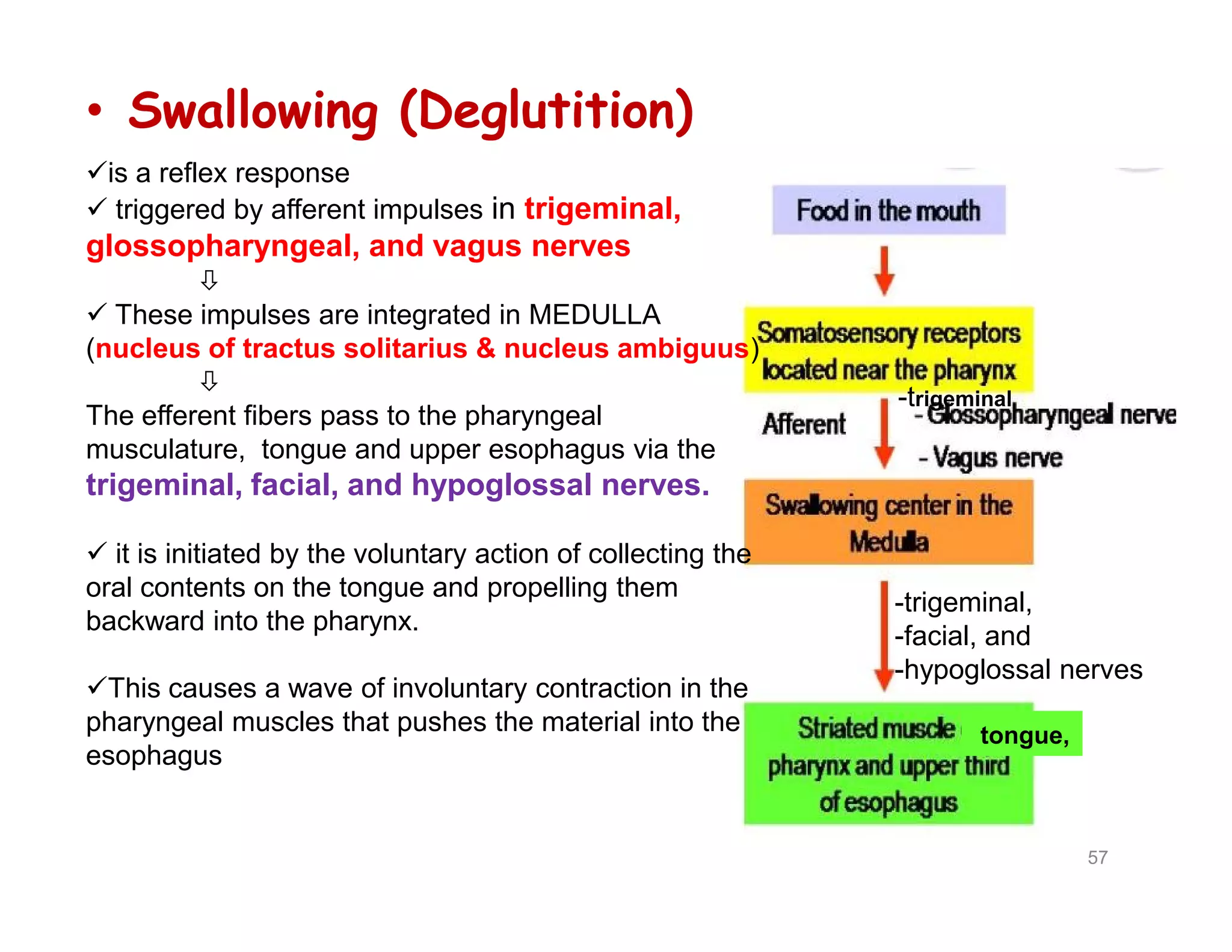 • Swallowing (Deglutition)
is a reflex response
 triggered by afferent impulses in trigeminal,
glossopharyngeal, and vagus nerves

 These impulses are integrated in MEDULLA
(nucleus of tractus solitarius & nucleus ambiguus)

The efferent fibers pass to the pharyngeal
musculature, tongue and upper esophagus via the
trigeminal, facial, and hypoglossal nerves.
 it is initiated by the voluntary action of collecting the
oral contents on the tongue and propelling them
backward into the pharynx.
This causes a wave of involuntary contraction in the
pharyngeal muscles that pushes the material into the
esophagus
-trigeminal
57
tongue,
is a reflex response
 triggered by afferent impulses in trigeminal,
glossopharyngeal, and vagus nerves

 These impulses are integrated in MEDULLA
(nucleus of tractus solitarius & nucleus ambiguus)

The efferent fibers pass to the pharyngeal
musculature, tongue and upper esophagus via the
trigeminal, facial, and hypoglossal nerves.
 it is initiated by the voluntary action of collecting the
oral contents on the tongue and propelling them
backward into the pharynx.
This causes a wave of involuntary contraction in the
pharyngeal muscles that pushes the material into the
esophagus
-trigeminal,
-facial, and
-hypoglossal nerves
 