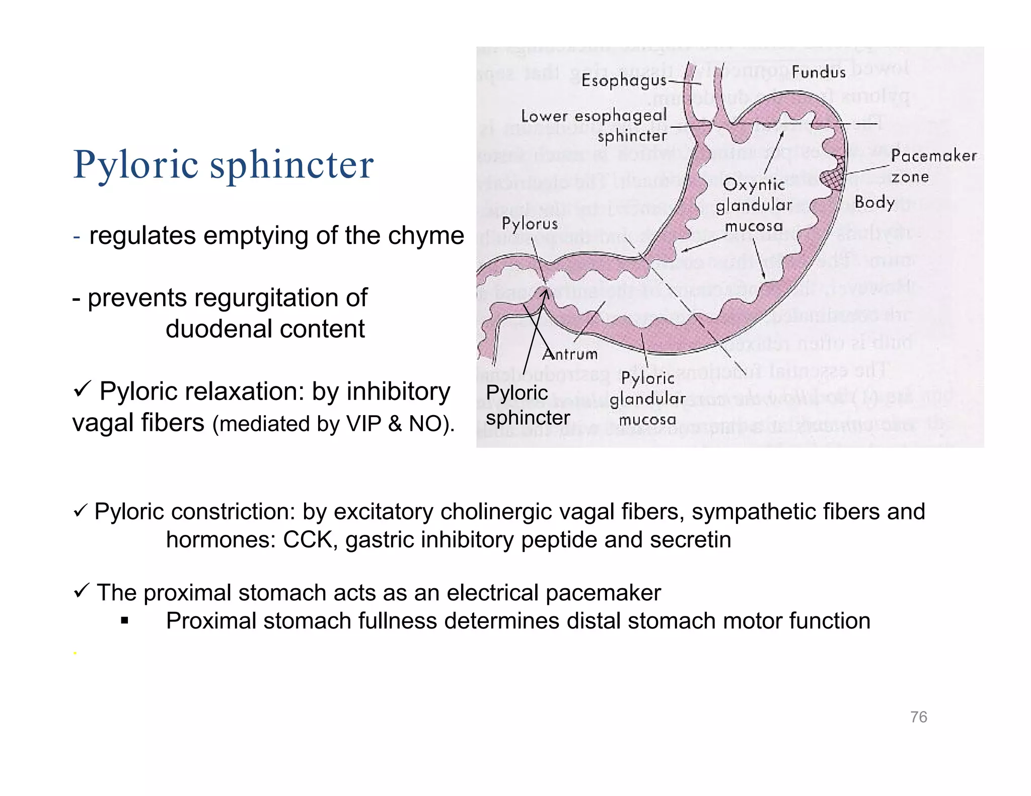 Pyloric sphincter
- regulates emptying of the chyme
- prevents regurgitation of
duodenal content
 Pyloric relaxation: by inhibitory
vagal fibers (mediated by VIP & NO).
Pyloric
sphincter
Pyloric sphincter
- regulates emptying of the chyme
- prevents regurgitation of
duodenal content
 Pyloric relaxation: by inhibitory
vagal fibers (mediated by VIP & NO).
 Pyloric constriction: by excitatory cholinergic vagal fibers, sympathetic fibers and
hormones: CCK, gastric inhibitory peptide and secretin
 The proximal stomach acts as an electrical pacemaker
 Proximal stomach fullness determines distal stomach motor function
.
Pyloric
sphincter
76
 