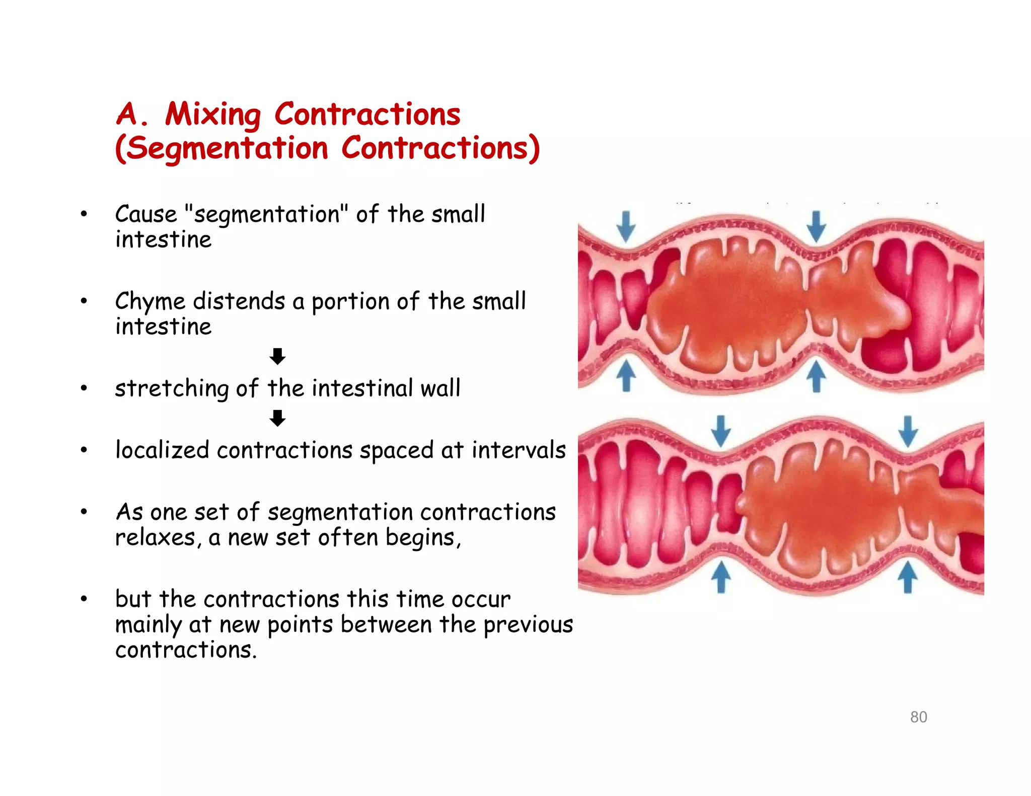 A. Mixing Contractions
(Segmentation Contractions)
• Cause "segmentation" of the small
intestine
• Chyme distends a portion of the small
intestine

• stretching of the intestinal wall

• localized contractions spaced at intervals
• As one set of segmentation contractions
relaxes, a new set often begins,
• but the contractions this time occur
mainly at new points between the previous
contractions.
A. Mixing Contractions
(Segmentation Contractions)
• Cause "segmentation" of the small
intestine
• Chyme distends a portion of the small
intestine

• stretching of the intestinal wall

• localized contractions spaced at intervals
• As one set of segmentation contractions
relaxes, a new set often begins,
• but the contractions this time occur
mainly at new points between the previous
contractions.
80
 