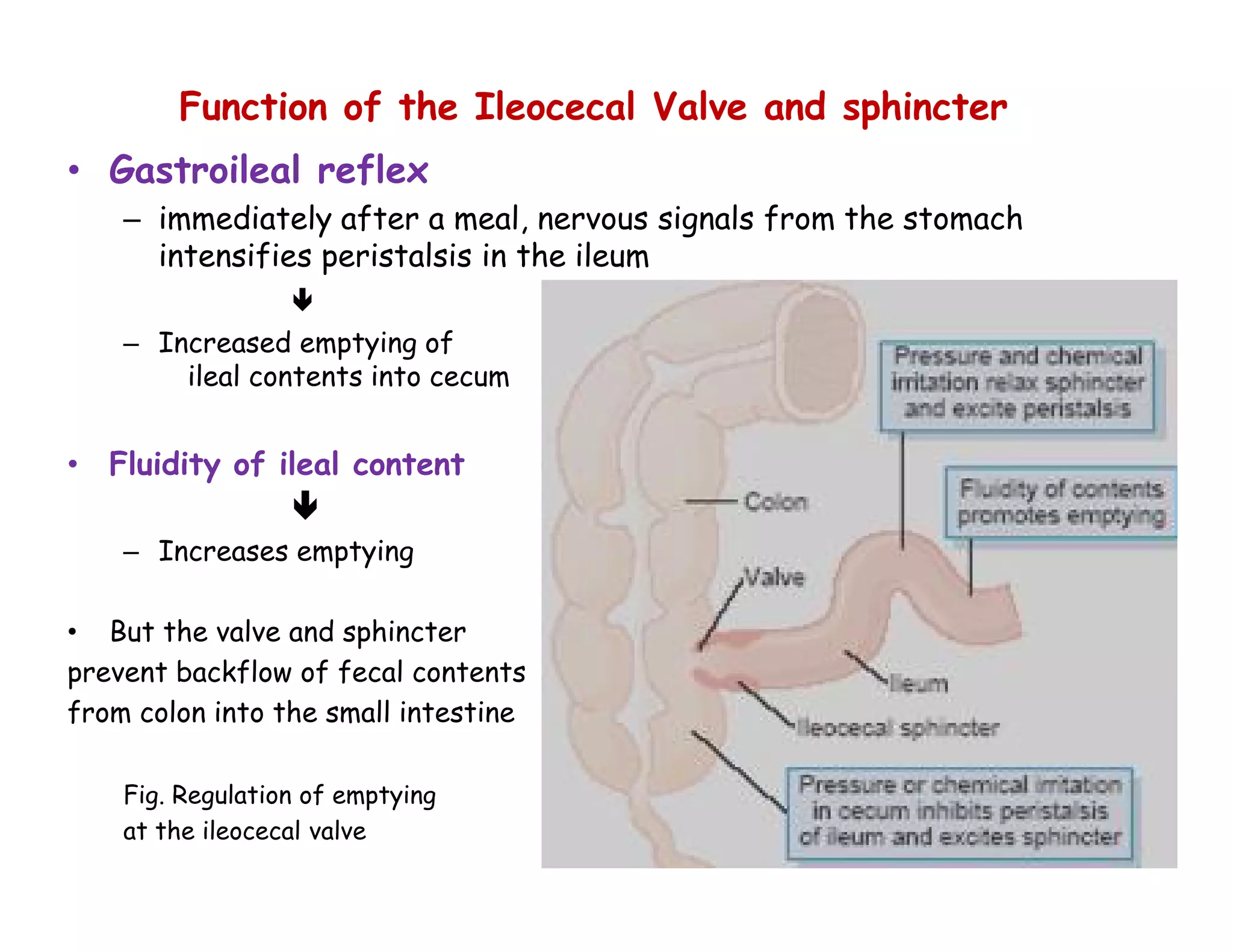 Function of the Ileocecal Valve and sphincter
• Gastroileal reflex
– immediately after a meal, nervous signals from the stomach
intensifies peristalsis in the ileum

– Increased emptying of
ileal contents into cecum
• Fluidity of ileal content

– Increases emptying
• But the valve and sphincter
prevent backflow of fecal contents
from colon into the small intestine
Fig. Regulation of emptying
at the ileocecal valve
Function of the Ileocecal Valve and sphincter
• Gastroileal reflex
– immediately after a meal, nervous signals from the stomach
intensifies peristalsis in the ileum

– Increased emptying of
ileal contents into cecum
• Fluidity of ileal content

– Increases emptying
• But the valve and sphincter
prevent backflow of fecal contents
from colon into the small intestine
Fig. Regulation of emptying
at the ileocecal valve
82
 