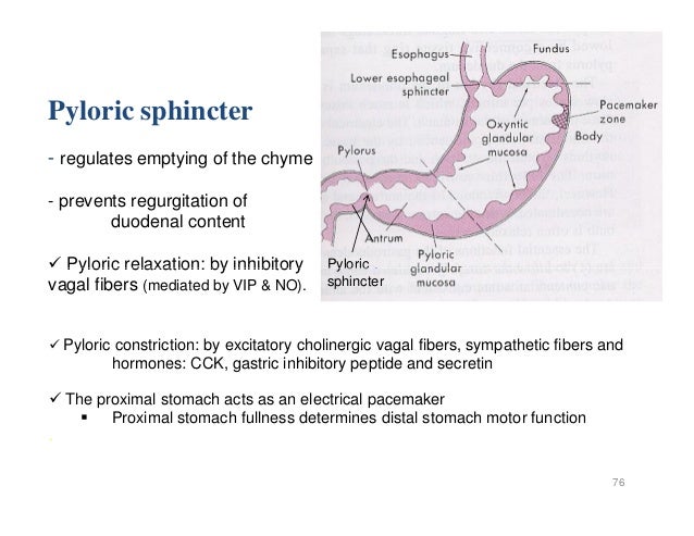 4 git physiology aau-mf-2015