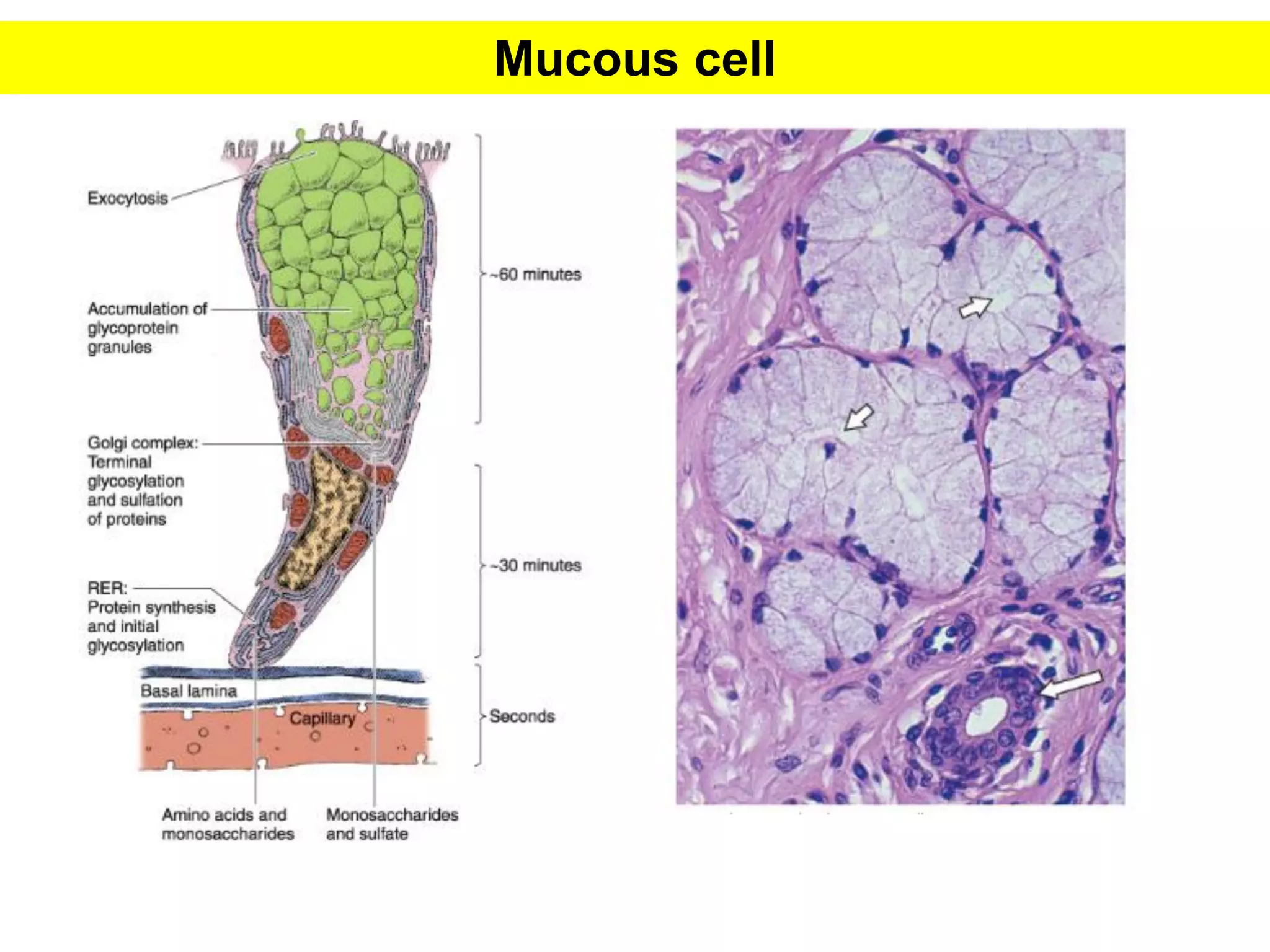 Glandular Tissue.pdf