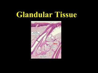 Glandular Tissue
 
