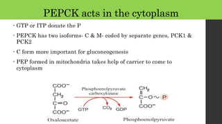PEPCK acts in the cytoplasm
• GTP or ITP donate the P
• PEPCK has two isoforms- C & M- coded by separate genes, PCK1 &
PCK2
• C form more important for gluconeogenesis
• PEP formed in mitochondria takes help of carrier to come to
cytoplasm
 