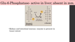 Glu-6-Phosphatase- active in liver; absent in mm.
• Kidney and intestinal mucosa- enzyme is present in
lesser extent
 