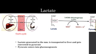 Lactate
Cori’s cycle
• Lactate generated in the mm. is transported to liver and gets
converted to pyruvate
• Pyruvate enters into gluconeogenesis
 