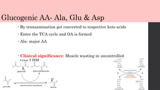 Glucogenic AA- Ala, Glu & Asp
• By transamination get converted to respective keto acids
• Enter the TCA cycle and OA is formed
• Ala- major AA
• Clinical significance: Muscle wasting in uncontrolled
type I DM
 
