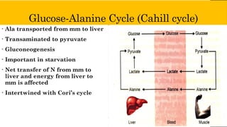 Glucose-Alanine Cycle (Cahill cycle)
• Ala transported from mm to liver
• Transaminated to pyruvate
• Gluconeogenesis
• Important in starvation
• Net transfer of N from mm to
liver and energy from liver to
mm is affected
• Intertwined with Cori’s cycle
 