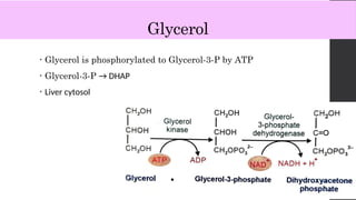 Glycerol
• Glycerol is phosphorylated to Glycerol-3-P by ATP
• Glycerol-3-P → DHAP
• Liver cytosol
 