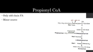 Propionyl CoA
• Only odd chain FA
• Minor source
 