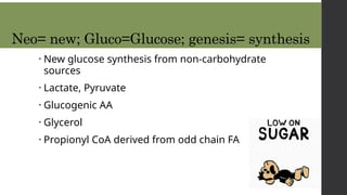 Neo= new; Gluco=Glucose; genesis= synthesis
• New glucose synthesis from non-carbohydrate
sources
• Lactate, Pyruvate
• Glucogenic AA
• Glycerol
• Propionyl CoA derived from odd chain FA
 
