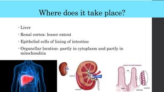 Where does it take place?
• Liver
• Renal cortex- lesser extent
• Epithelial cells of lining of intestine
• Organellar location- partly in cytoplasm and partly in
mitochondria
 