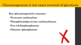 Gluconeogenesis is not exact reversal of glycolysis
Key gluconeogenetic enzymes
Pyruvate carboxylase
Phosphoenolpyruvate carboxykinase
Fru-1,6-bisphosphatase
Glucose--phosphatase
 