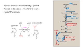 • Pyruvate enters the mitochondria by a symport
• Pyruvate carboxylase is a mitochondrial enzyme
• Needs ATP and biotin
 