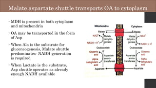 Malate aspartate shuttle transports OA to cytoplasm
• MDH is present in both cytoplasm
and mitochondria
• OA may be transported in the form
of Asp
• When Ala is the substrate for
gluconeogenesis, Malate shuttle
predominates- NADH generation
is required
• When Lactate is the substrate,
Asp shuttle operates as already
enough NADH available
 