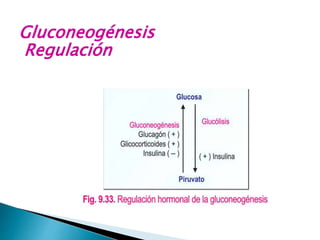Gluconeogénesis
Regulación
 