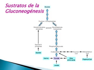 Sustratos de la
Gluconeogénesis
 