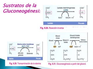 Sustratos de la
Gluconeogénesis
 