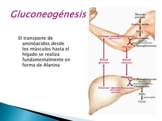 El transporte de
aminóacidos desde
los músculos hasta el
hígado se realiza
fundamentalmente en
forma de Alanina
 