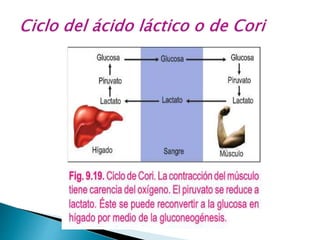 4 GLUCONEOGENESIS Cap.16 Stryer 2022.pptx