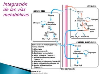 4 GLUCONEOGENESIS Cap.16 Stryer 2022.pptx
