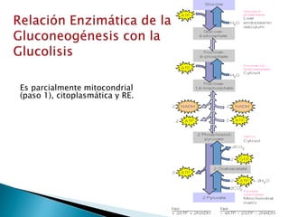 Es parcialmente mitocondrial
(paso 1), citoplasmática y RE.
 