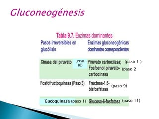 (Paso
10)
Gucoquinasa
(paso 1 )
(paso 2
(paso 9)
(paso 11)
(paso 1)
 