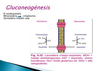 El oxaloacetato
Mitocondria citoplasma
(lanzadera malato-aspartato).
 