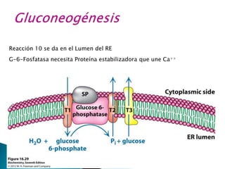 Reacción 10 se da en el Lumen del RE
G-6-Fosfatasa necesita Proteína estabilizadora que une Ca++
 