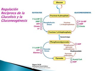 Regulación
Recíproca de la
Glucolisis y la
Gluconeogénesis
 